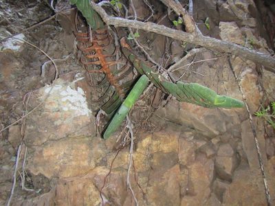 Gasteria rawlinsonii, photographed by douglaseustonbrown