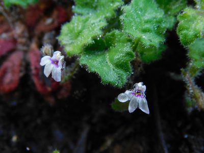Lobelia ardisiandroides, photographed by Rebecca Ryen-Stols