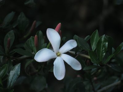 Hyperacanthus amoenus, photographed by Christiaan Viljoen