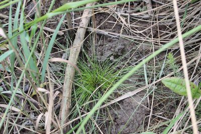 Eleocharis gracilis, photographed by Joe Potter Butler