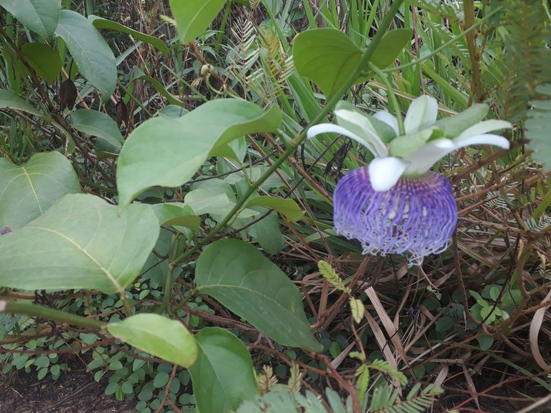 Passiflora nitida, photographed by Rafael Bernhard