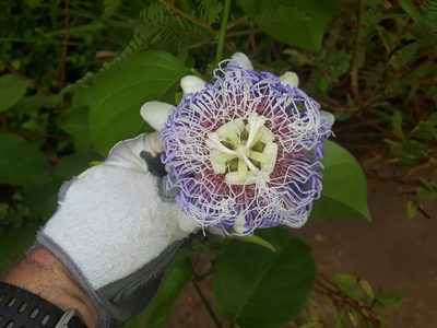 Passiflora nitida, photographed by Rafael Bernhard