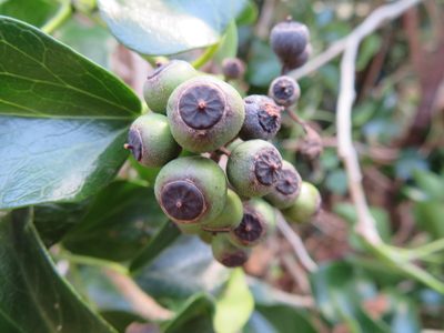 Hedera rhombea, photographed by Marco Mussita