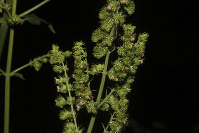 Mesosphaerum pectinatum, photographed by Juan Cruzado Cortés