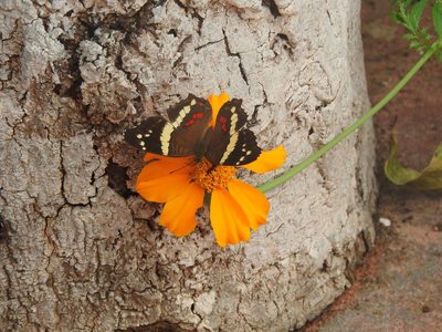 Tagetes erecta, photographed by Juan Cruzado Cortés