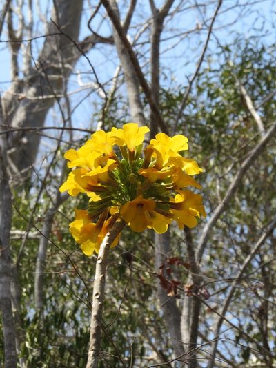Uncarina leandrii, photographed by Micha Baum