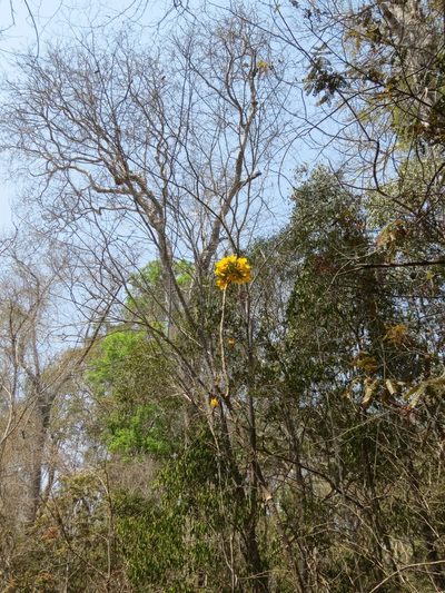 Uncarina leandrii, photographed by Micha Baum