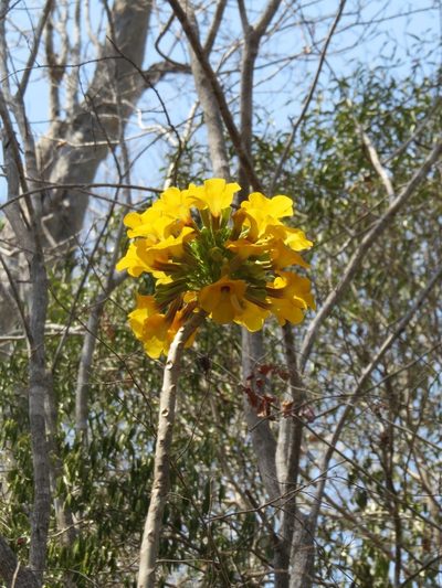 Uncarina leandrii, photographed by Micha Baum