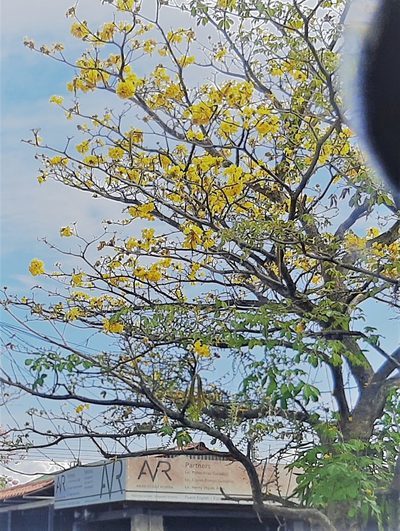 Handroanthus ochraceus, photographed by Arthur de Jesús Chavarría Pérez