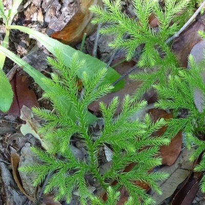 Austrolycopodium paniculatum