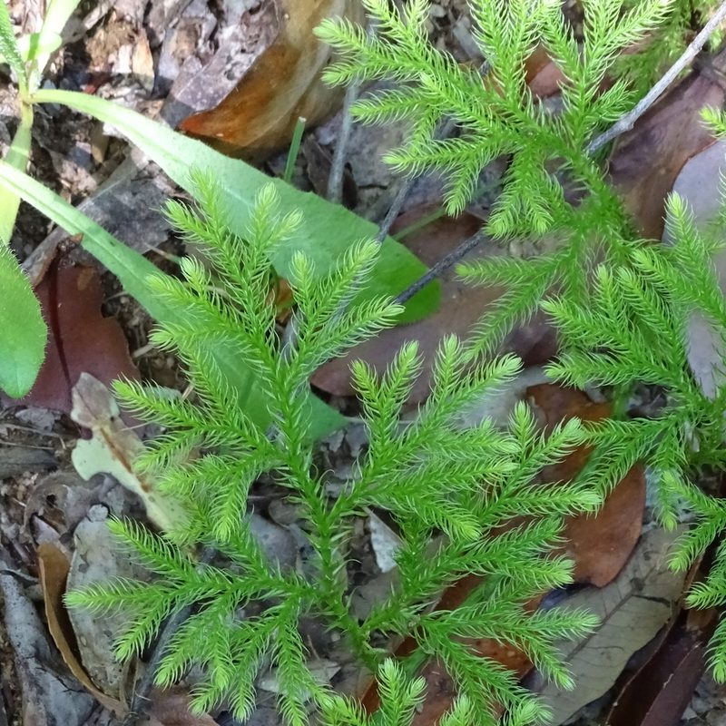 Austrolycopodium paniculatum, photographed by Cristian Riquelme
