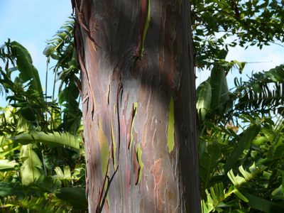 Eucalyptus deglupta, photographed by Robert Webster