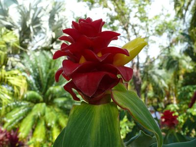 Costus comosus, photographed by Robert Webster