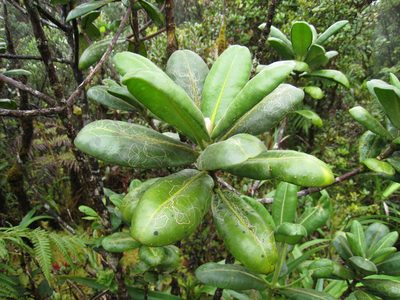Melicope clusiifolia, photographed by Robert Webster