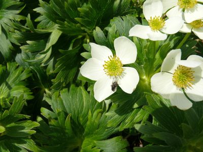 Anemonastrum villosissimum, photographed by Robert Webster