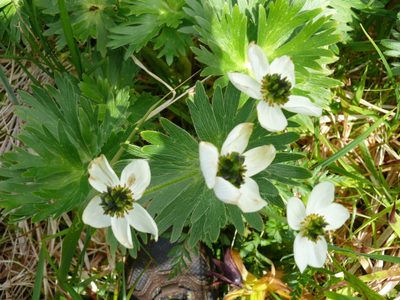 Anemonastrum villosissimum, photographed by Robert Webster