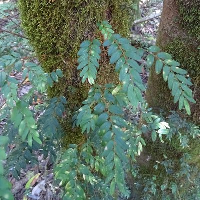 Luzuriaga polyphylla, photographed by Cristian Riquelme