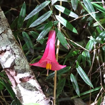 Philesia magellanica, photographed by Cristian Riquelme
