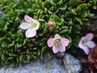 Veronica planopetiolata, photographed by Penelope Noel Gillette