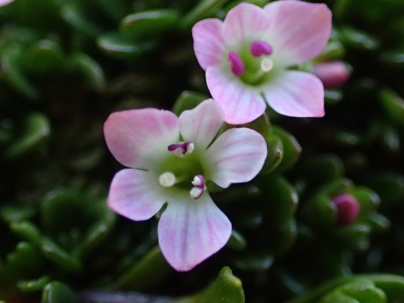 Veronica planopetiolata, photographed by Penelope Noel Gillette