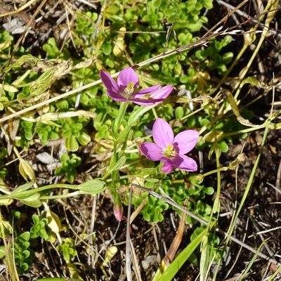 Centaurium cachanlahuen, photographed by Cristian Riquelme