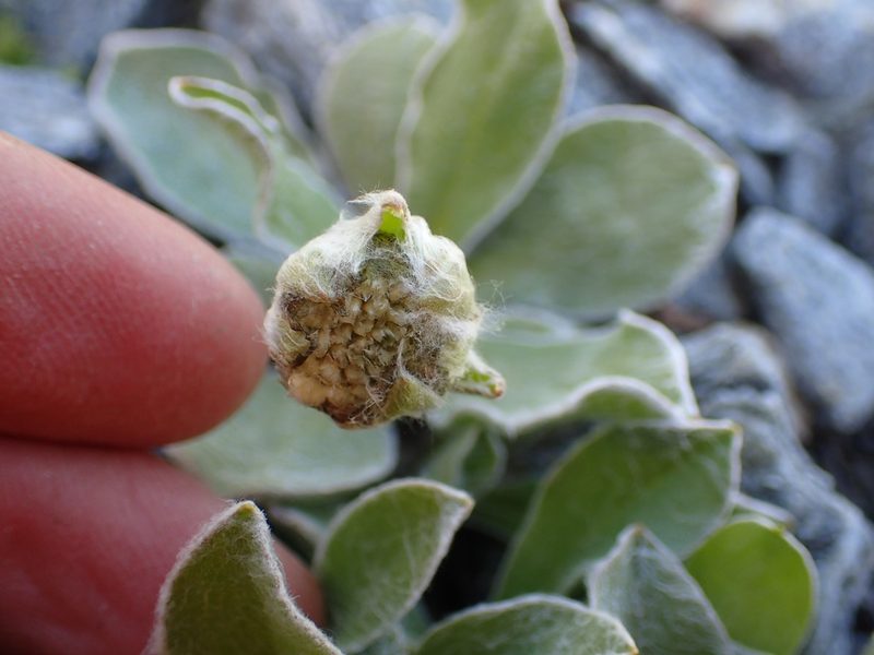 Craspedia lanata, photographed by Penelope Noel Gillette