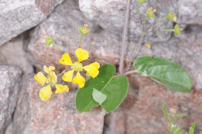 Janusia guaranitica, photographed by aacocucci
