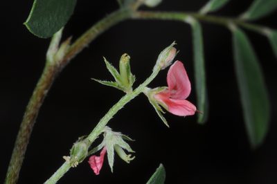 Indigofera parodiana, photographed by aacocucci