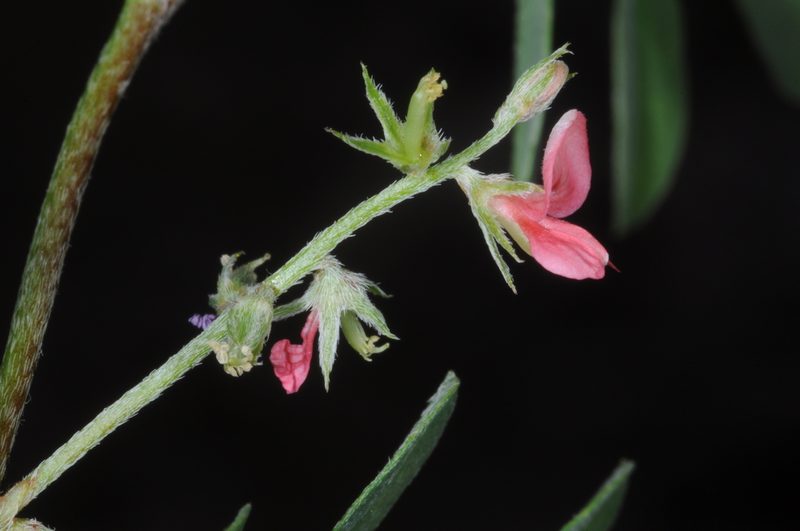 Indigofera parodiana, photographed by aacocucci