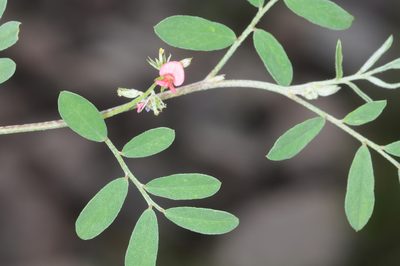 Indigofera parodiana, photographed by aacocucci