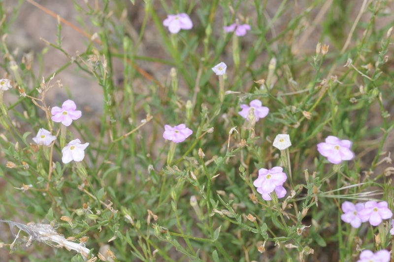 Leptoglossis linifolia, photographed by aacocucci