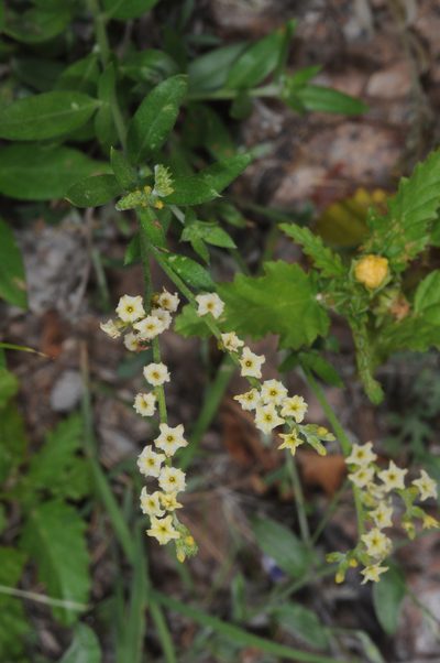 Euploca campestris, photographed by aacocucci