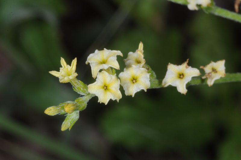 Euploca campestris, photographed by aacocucci