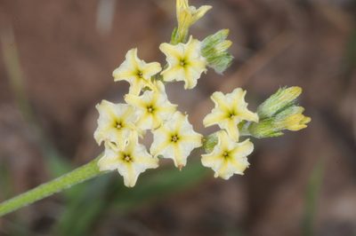 Euploca campestris, photographed by aacocucci