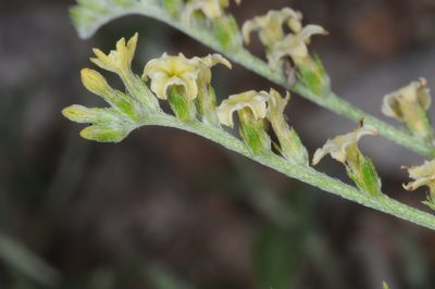 Euploca campestris, photographed by aacocucci