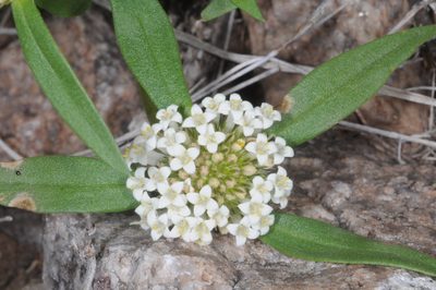 Spermacoce confusa, photographed by aacocucci