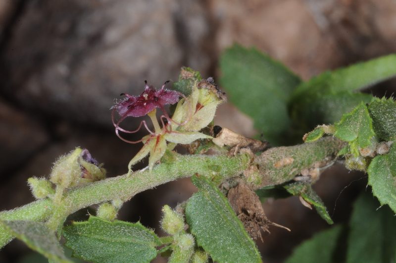 Ayenia eliae, photographed by aacocucci
