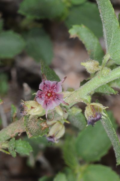 Ayenia eliae, photographed by aacocucci