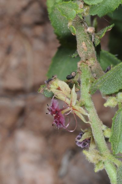 Ayenia eliae, photographed by aacocucci