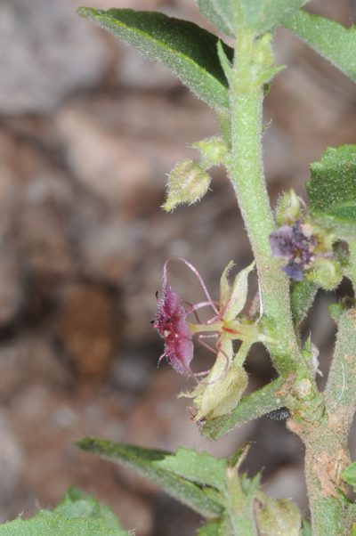 Ayenia eliae, photographed by aacocucci