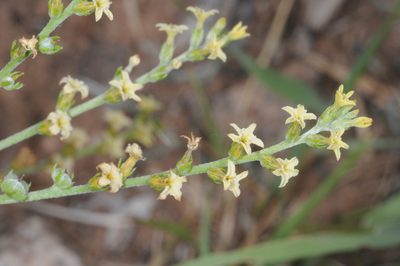 Euploca campestris, photographed by aacocucci
