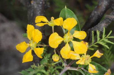 Janusia guaranitica, photographed by aacocucci