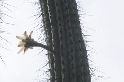 Stetsonia coryne, photographed by aacocucci