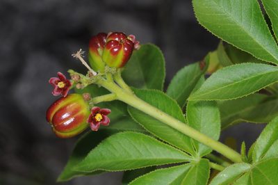 Jatropha excisa, photographed by aacocucci