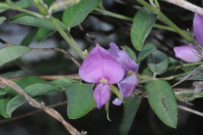 Galactia texana, photographed by aacocucci