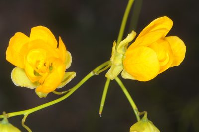 Senna aphylla, photographed by aacocucci