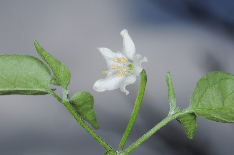 Capsicum chacoense, photographed by aacocucci