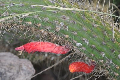 Cleistocactus baumannii, photographed by aacocucci