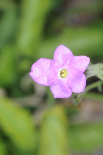 Leptoglossis linifolia, photographed by aacocucci
