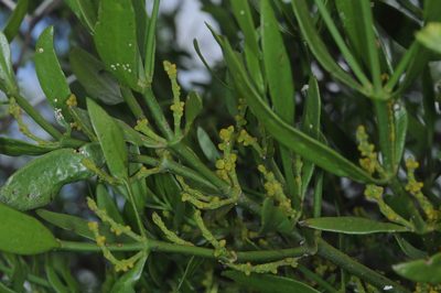 Phoradendron quadrangulare, photographed by aacocucci